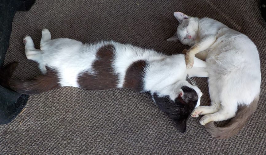 Honda and Lani (Lani means sky in Hawaiian)